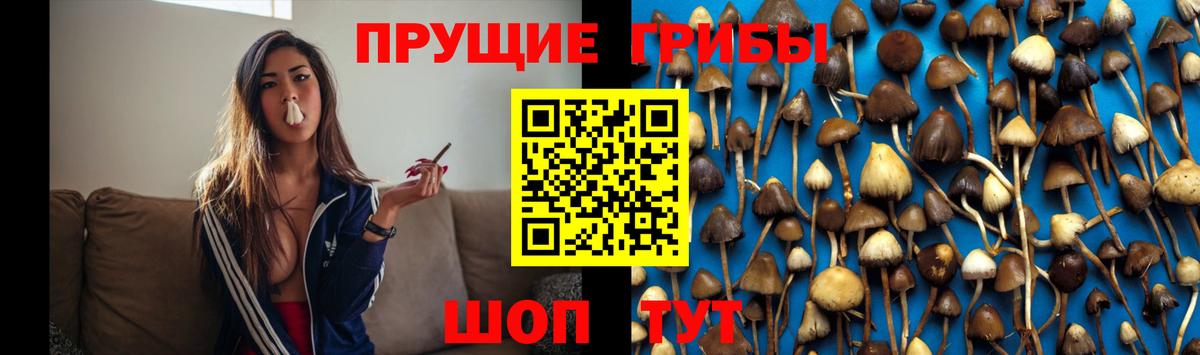 Псилоцибиновые грибы Psilocybe  Вход с VPN  Красноярск  Псилоцибиновые грибы мухоморы 